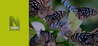 Дикі таємниці Китаю S1E1 - Королівство панд