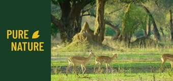 Animale sălbatice din Africa: Parcul Național Mana Pools Animale sălbatice din Africa: Parcul Național Mana Pools