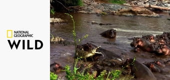 Бегемот против крокодила - City Bites