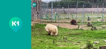 "Хижі до їжі" с Андреем Бедняковым.