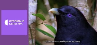 Музика заради перемоги! Концерт.