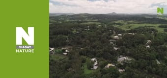 Австралийские змееловы - Коричневое изобилие