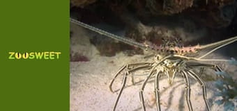 Повернення до природи - серія 5