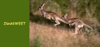 Дикі тварини - серія 4