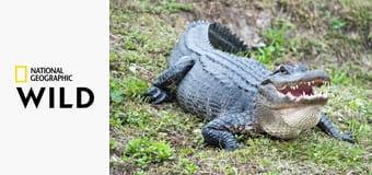 Нашествие питонов