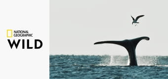 Дикая природа Аргентины S1E1 Дикая природа Аргентины S1E1