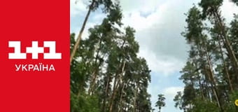 Одруження наосліп S6E5