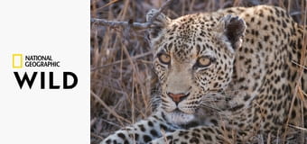 Редкие навыки кошек