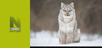 Дика Канада S1E1 - Весна