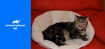 Введение в собаковедение S3E2 - Шелти, лайка Введение в собаковедение S3E2 - Шелти, лайка