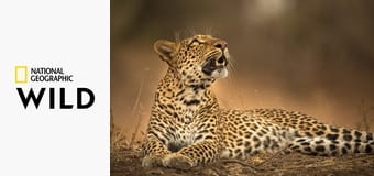 Наследие леопарда Наследие леопарда