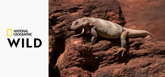 Планета рептилий