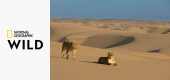 Львы пустыни: Выживание на Скелетном побережье