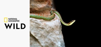 Животные-рекордсмены S1E10 - Нападение