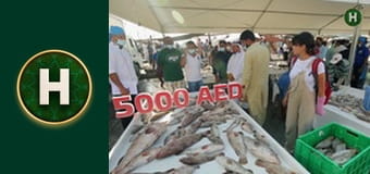 Орел і Решка. Земляни Орел і Решка. Земляни