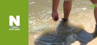 Lost Beasts: Unearthed - Secrets of the Killer Mega Shark