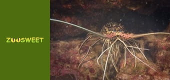 Повернення до природи - серія 6