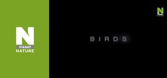 Birds - Living Together Birds - Living Together