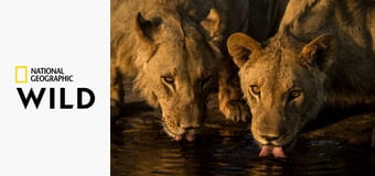 Рождение прайда