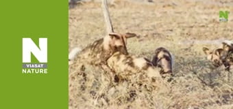 Hot Life: Africa - Wild Dogs, Tough Territory