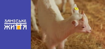 "Удачный бизнес" сезон 1 серия 7 "Удачный бизнес" сезон 1 серия 7