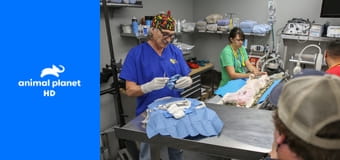 Доктор Джефф. Ветеринар Рокки Маунтин S4E18 - Дорога домой Доктор Джефф. Ветеринар Рокки Маунтин S4E18 - Дорога домой