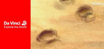 Cubs - Elephants Cubs - Elephants