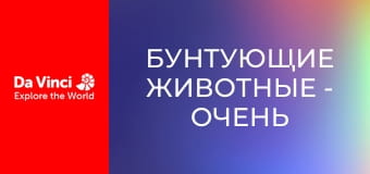 Бунтующие животные - Очень необычная стебельчатоглазая муха