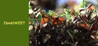 Моі улюбленці - серія 11