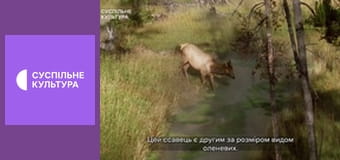 Д/с "Дикі хижаки". "Ліси помірних широт".