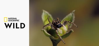 Дикие охотники S1E7 - Пауки и скорпионы