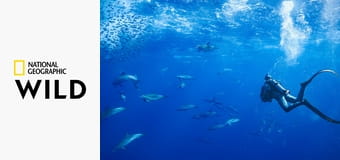 В мире дельфинов с Берти Грегори