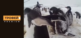 Зіркова риболовля. Серiя 14