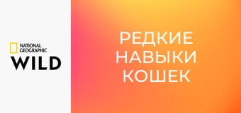 Редкие навыки кошек