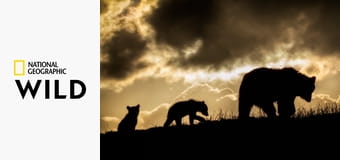 Дивата Трансилвания: Тайното царство на Дракула