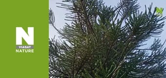 Roots of Life - The Last Stand