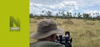 Великі кішки, маленький світ S1E1 - Літні дитинчата