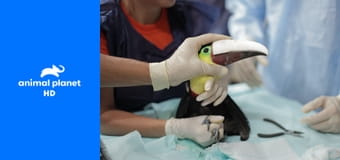 Спасение тукана Спасение тукана