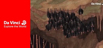 Cubs - Bats Cubs - Bats