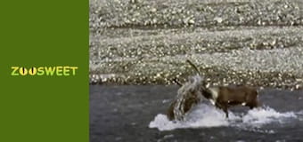 Дикі тварини - серія 1