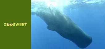 Знайомство з дикою природою, Випуск 3