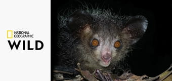 Хищники Африки S4E1