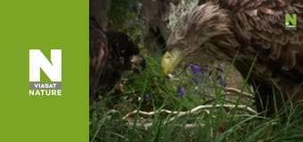 Nature's Fast Attacks - Stealth Hunters