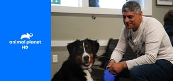 Доктор Джефф. Ветеринар Рокки Маунтин S6E9 - Новый папа для сфинкса