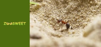 Знайомство з дикою природою, Випуск 4