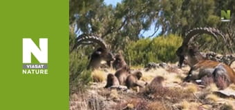 Нил: величайшая из рек - Дорога жизни в пустыне