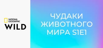 Чудаки животного мира S1E1 - Обезьяны носачи