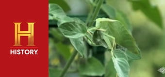 Древние пришельцы. Лучшее, 1 сезон, 1 эп. Инопланетяне и эволюция человека.