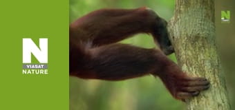 Дика Латинська Америка - Патагонія Дика Латинська Америка - Патагонія