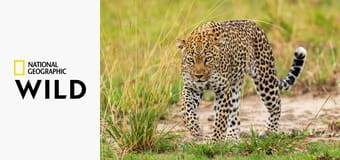 Хищник против добычи S1E2 - Гепард